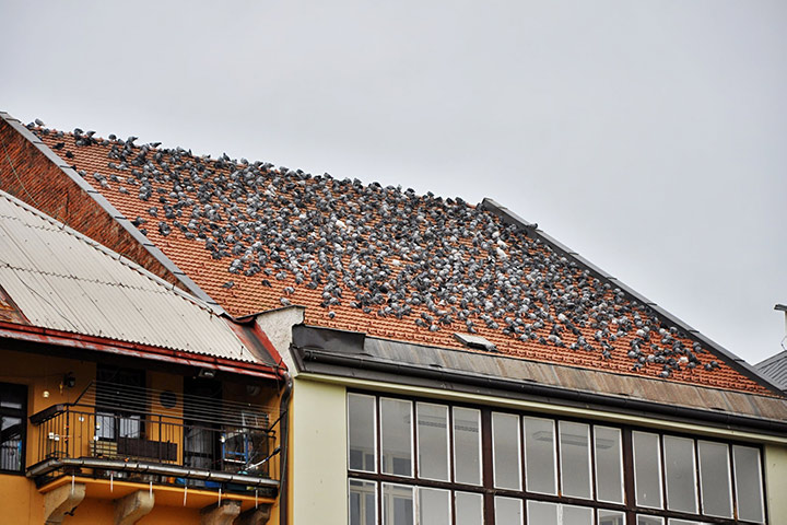 A2B Pest Control are able to install spikes to deter birds from roofs in Brunswick Park. 