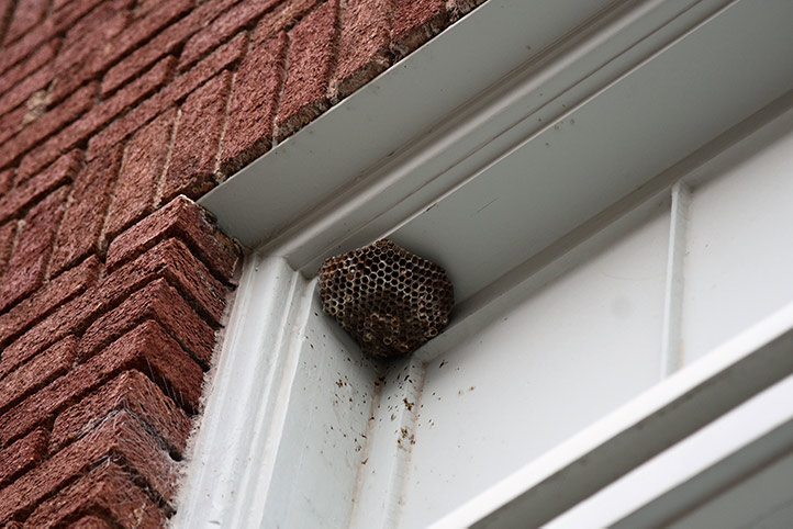 We provide a wasp nest removal service for domestic and commercial properties in Brunswick Park.